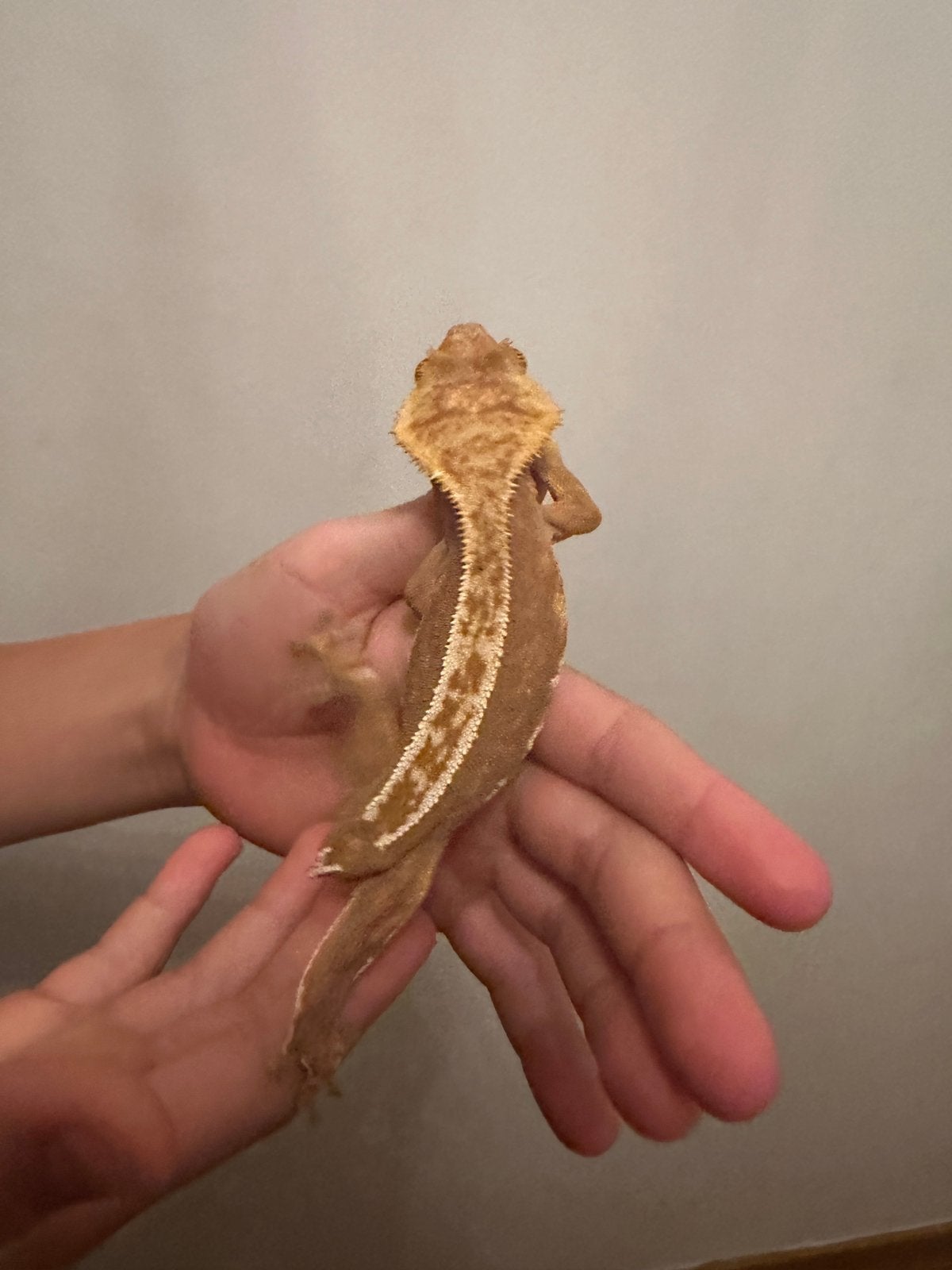 Wimpergekko gekko volwassen vrouw 2,5 jaar zonder staart, Dieren en Toebehoren, Reptielen en Amfibieën, Hagedis, 3 tot 6 jaar