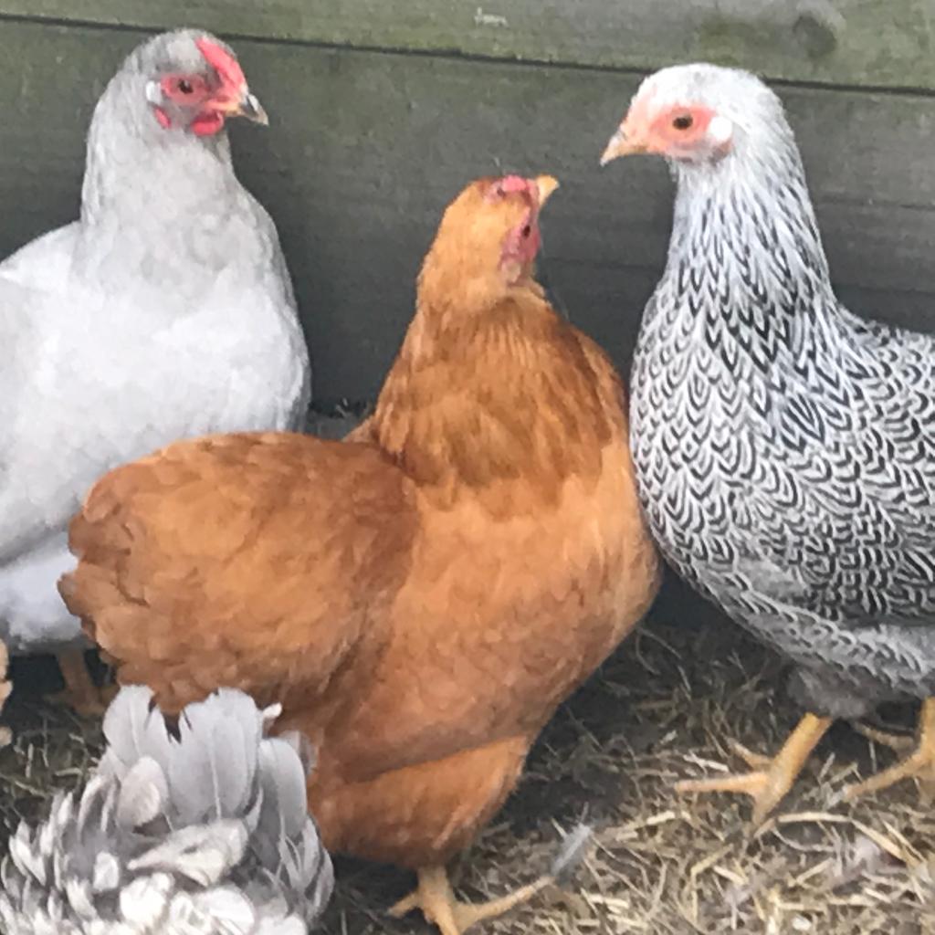 ZEER MOOIE WYANDOTTEKRIEL, Dieren en Toebehoren, Pluimvee, Vrouwelijk, Kip