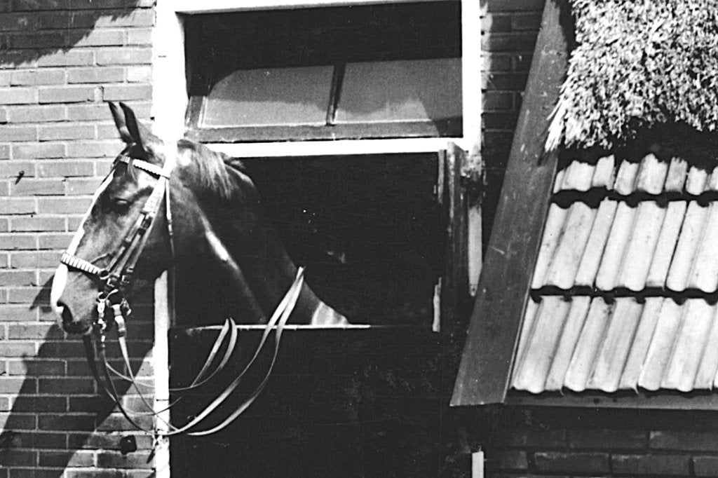 968877	Borger	Drenthe	1967 Paardenpsportcentrum	De Hondsrug, Ophalen of Verzenden, 1960 tot 1980, Gelopen, Drenthe