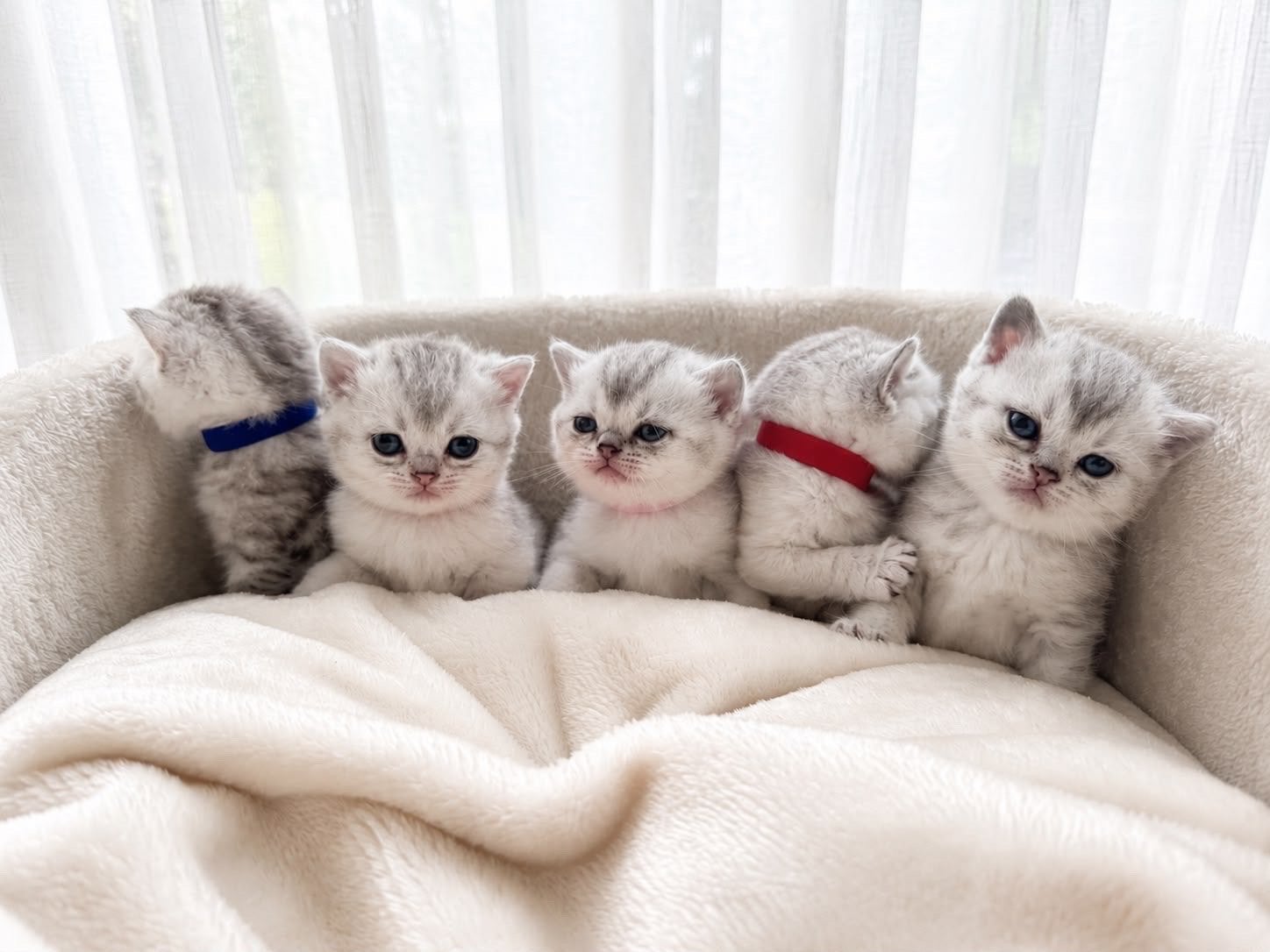 Britse korthaar, Dieren en Toebehoren, Katten en Kittens | Overige Katten