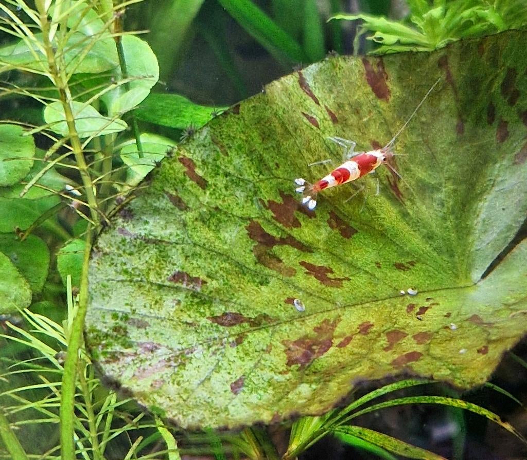 Mooie Chrystal Red garnalen, Kreeft, Krab of Garnaal, Zoetwatervis, Schoolvis