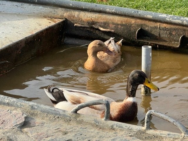 Indische loopeenden, Meerdere dieren, Eend
