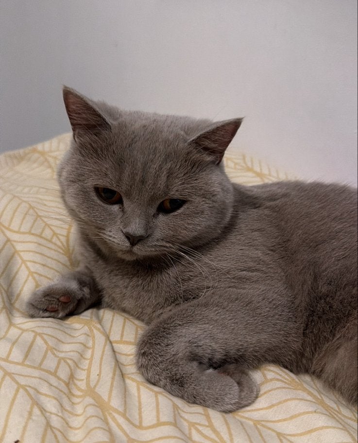 Britse kort haar kat, Poes