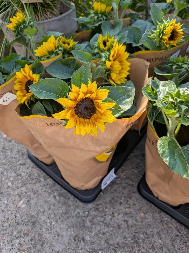 Zonnebloem 'Sunny' – Grote bloeier, Tuin en Terras, Planten | Tuinplanten, Volle zon, Eenjarig, Zomer, Ophalen