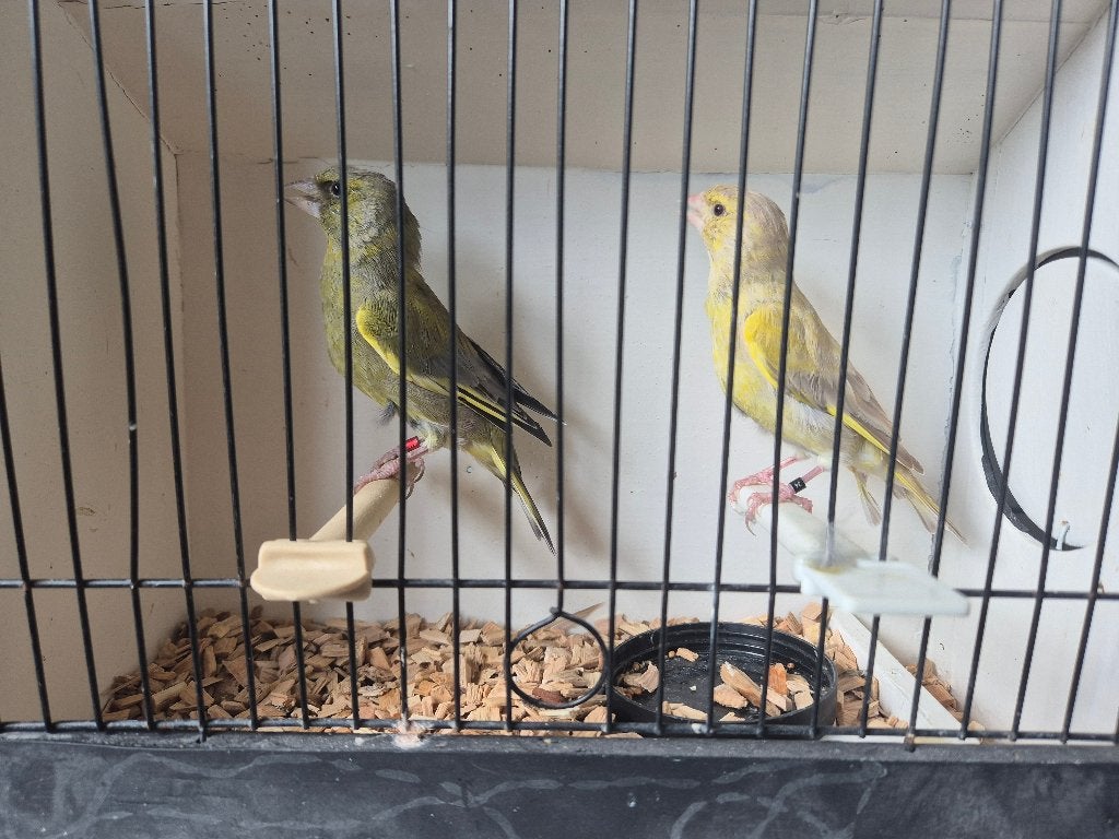 Koppel Groenlingen, Dieren en Toebehoren, Meerdere dieren, Wildzangvogel