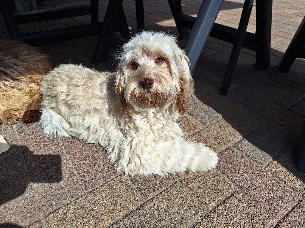 Puppen beschikbaar Cavapoo gekruist met labradoodle, Dieren en Toebehoren, Overige rassen, 8 tot 15 weken, Parvo, Meerdere
