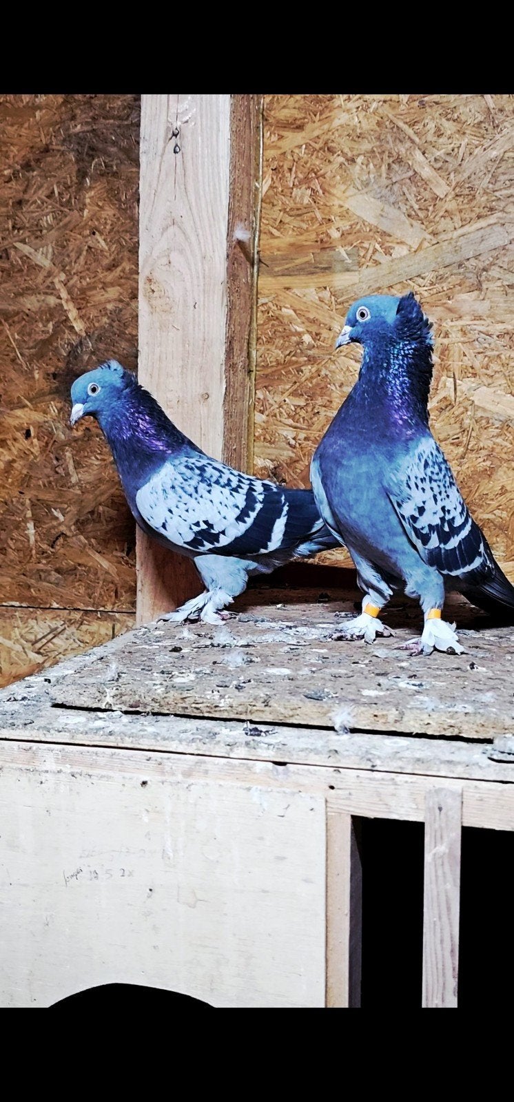 takla Duiven, Dieren en Toebehoren