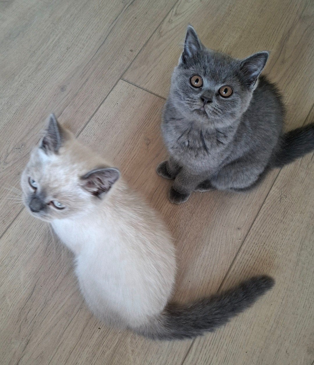 Britse korthaar kitten, Dieren en Toebehoren, Katten en Kittens | Raskatten | Korthaar, Poes, Gechipt, 0 tot 2 jaar