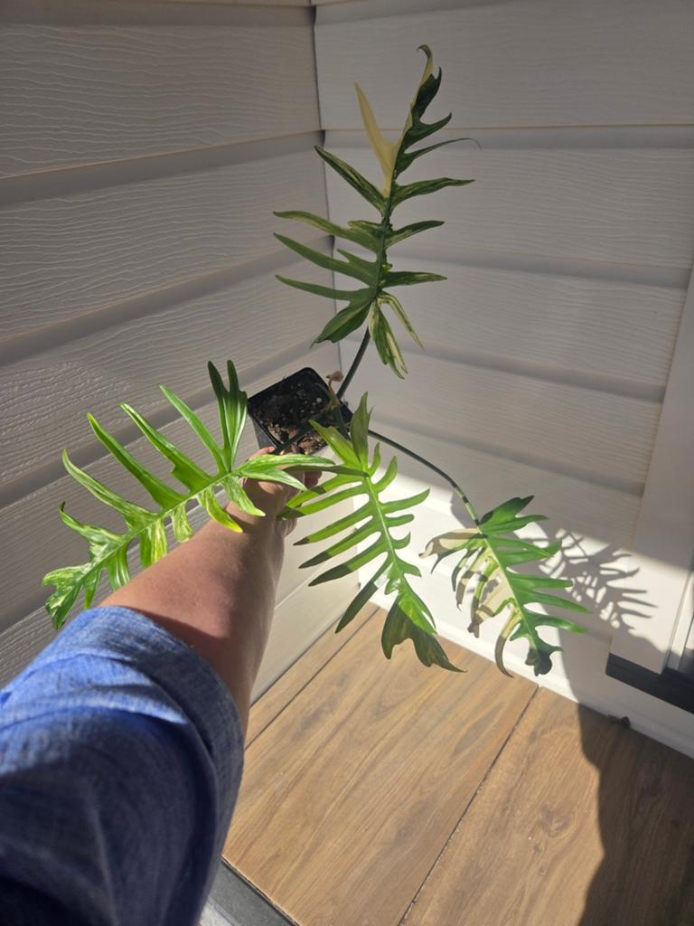 Philodendron Tortum x Florida Beauty, Ophalen of Verzenden, Volle zon, Overige soorten, Minder dan 100 cm