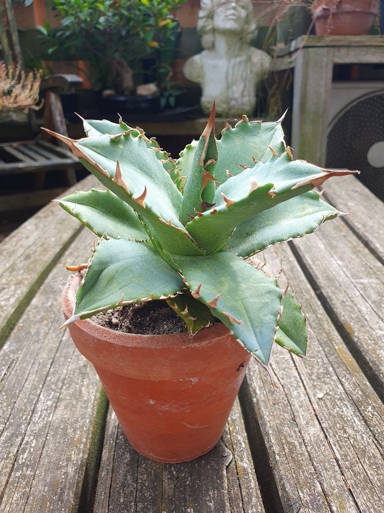 Agave titanota "FO76", Ophalen of Verzenden, Bloeit niet, Overige soorten, Volle zon