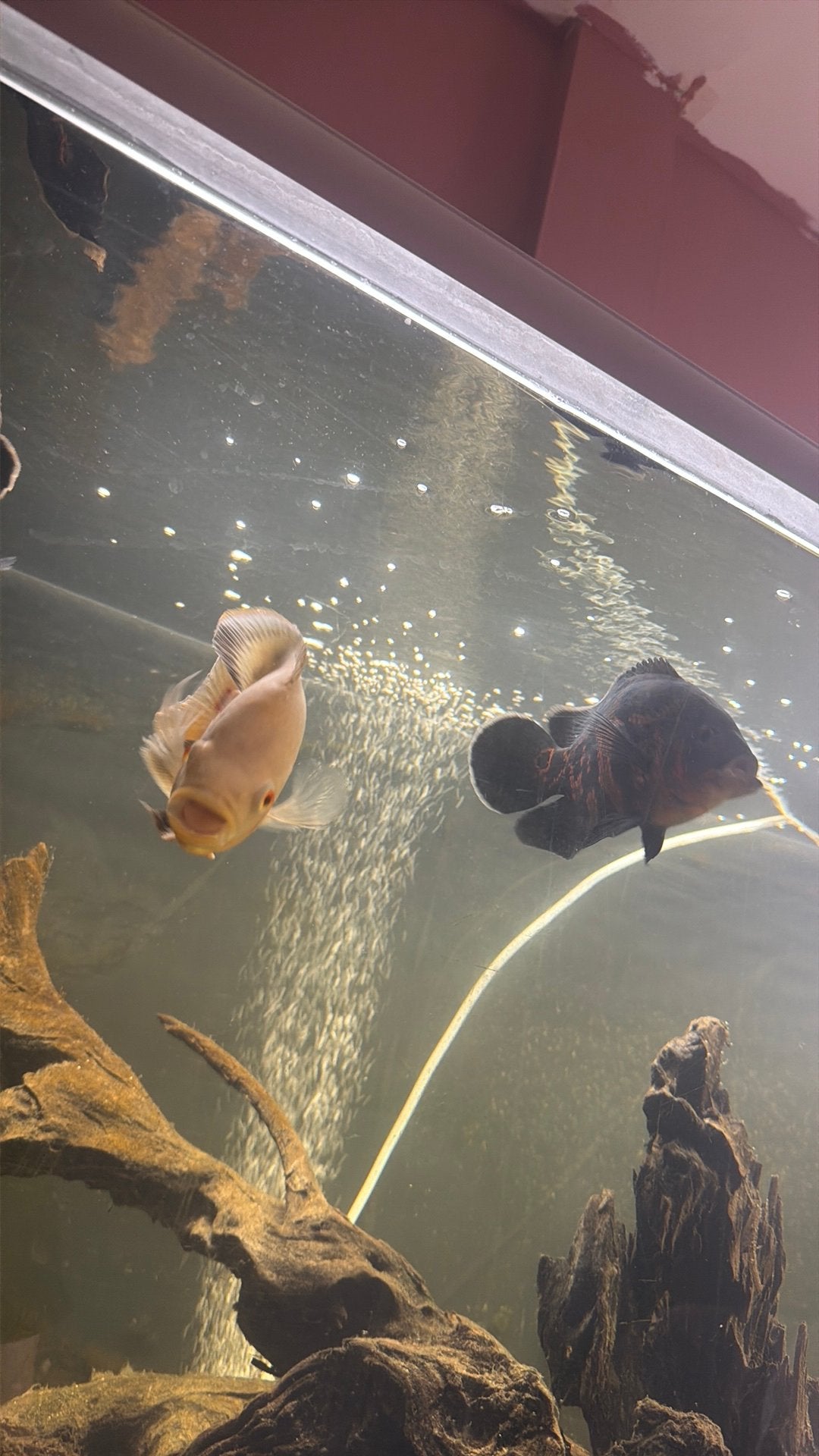 Pauwoog cichlides met bak, Ophalen, Overige merken, Inclusief vissen, Gevuld zoetwateraquarium