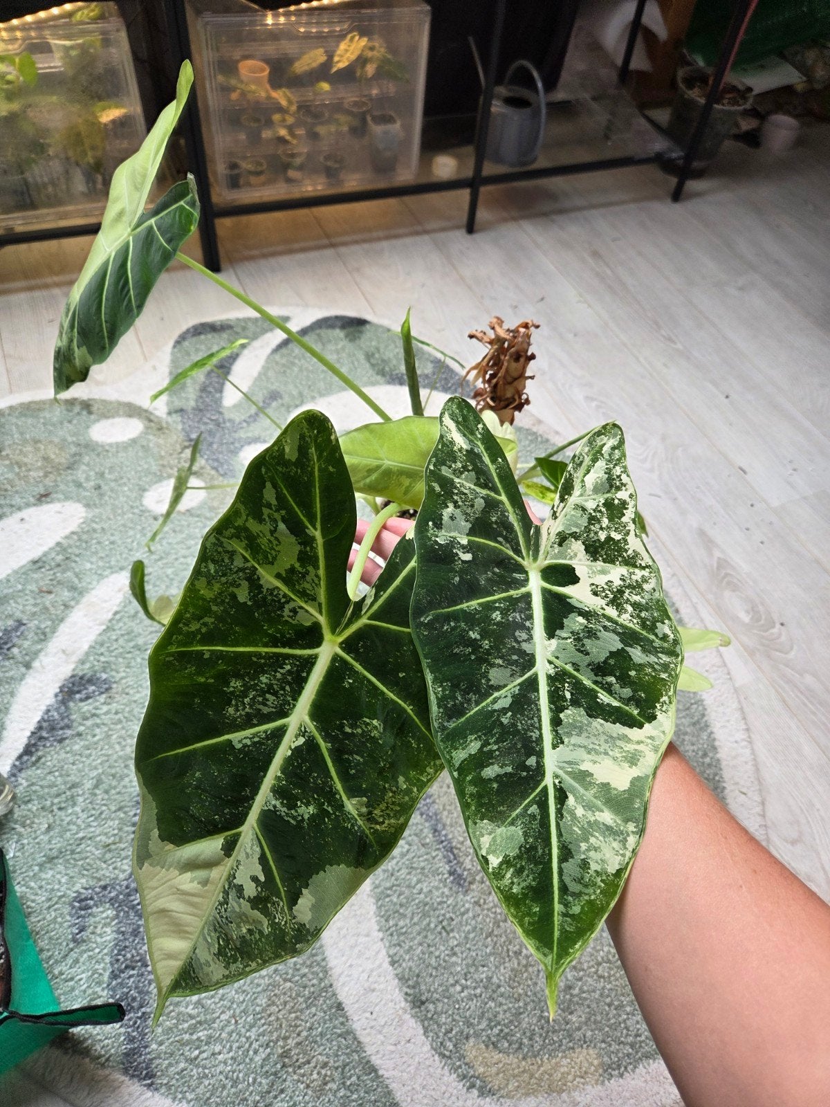 alocasia frydek albo variegata veel in 1 pot, Ophalen, Halfschaduw, Minder dan 100 cm