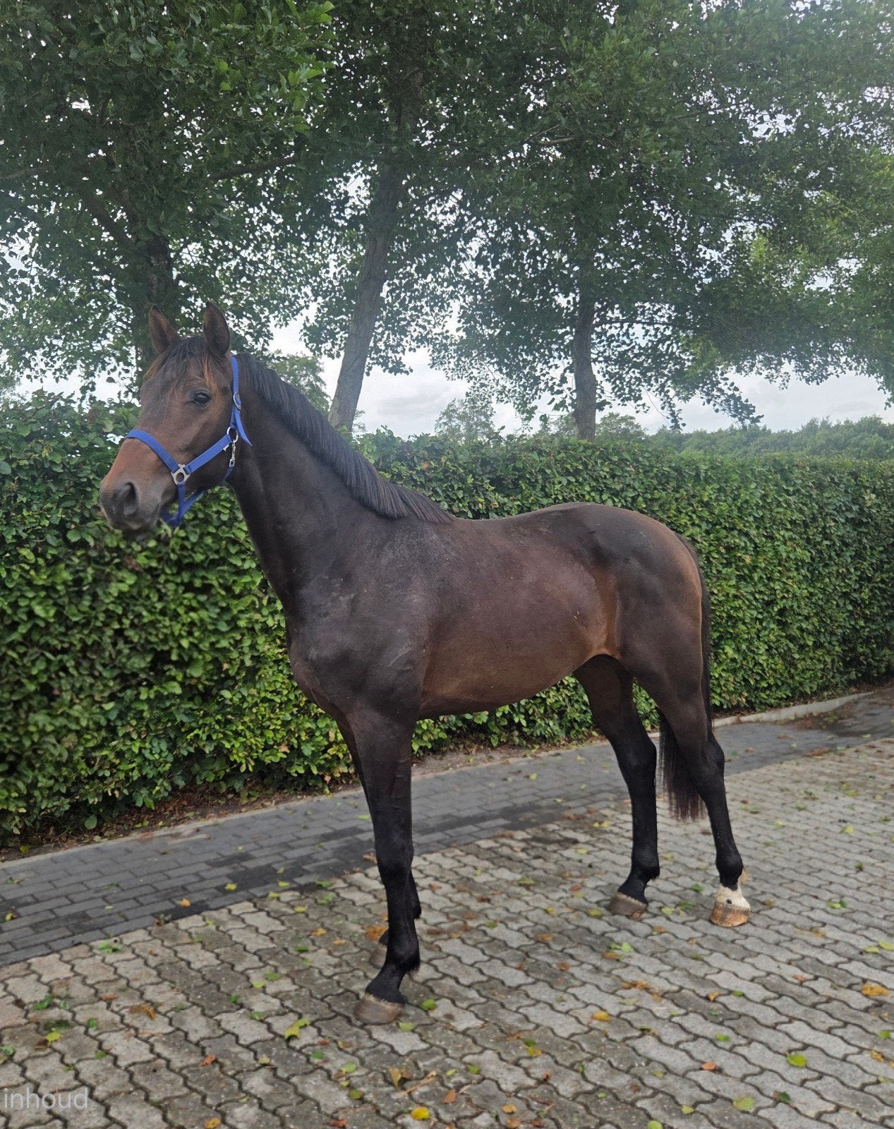 2-jarige hengst (Glamourdale x Vivaldi), Dieren en Toebehoren, Hengst, Dressuurpaard, 0 tot 2 jaar
