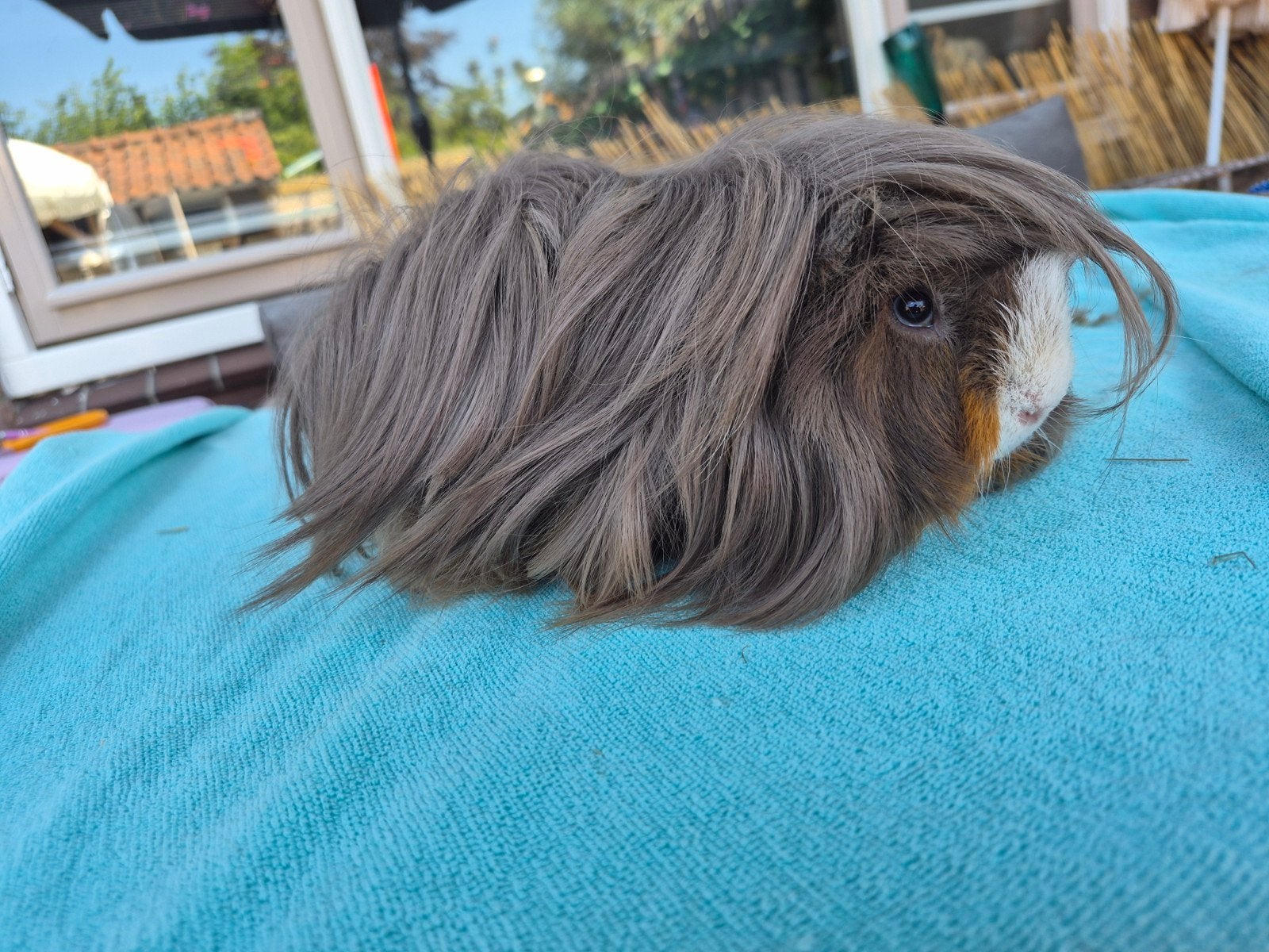 slate goud wit beertje Peruviaan, Januari, Mannelijk, Cavia