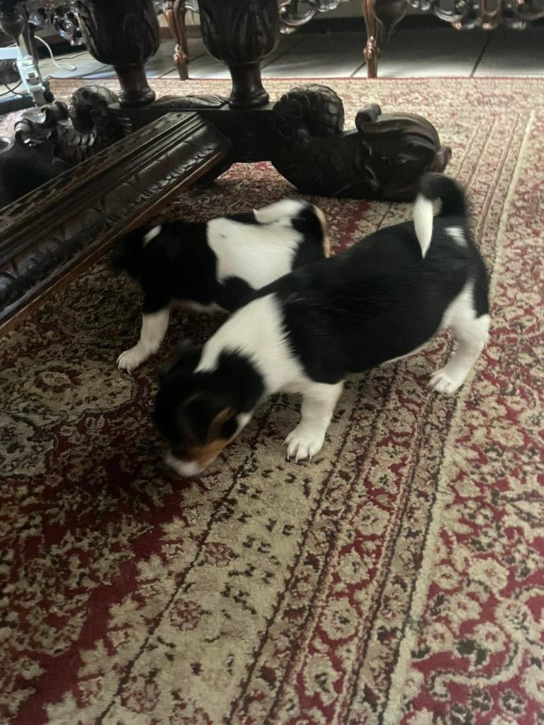 Jack Russel pups, Jack Russell Terriër, 8 tot 15 weken, Meerdere, Meerdere dieren