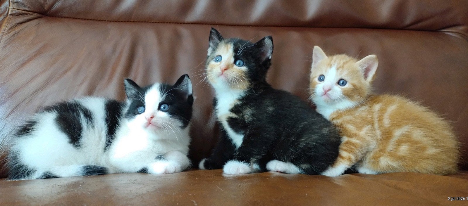 Lieve bijzonder mooie kittens., Dieren en Toebehoren, Meerdere dieren, 0 tot 2 jaar