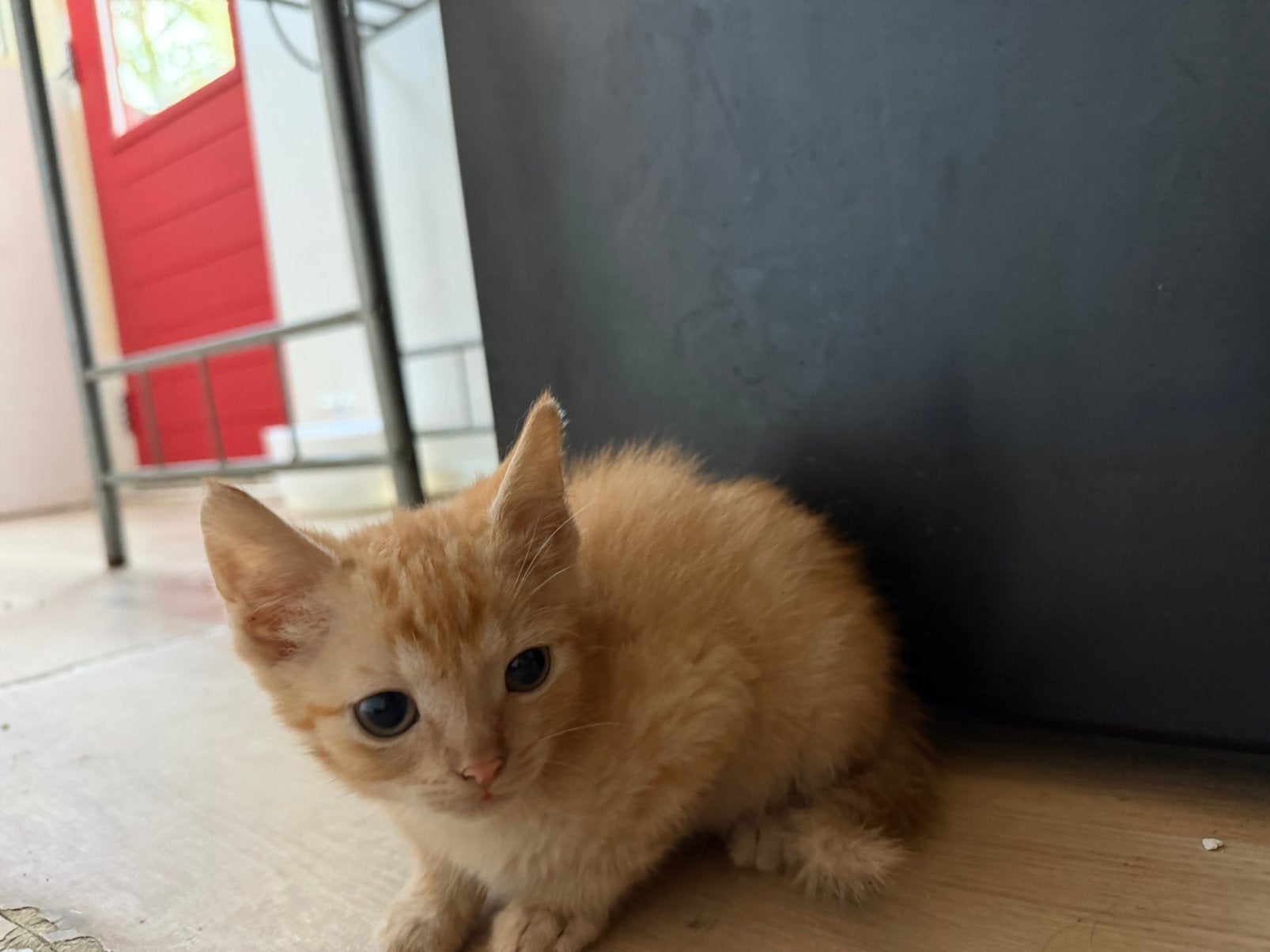 2 kittens zoeken een fijn nestje, Dieren en Toebehoren, Meerdere dieren