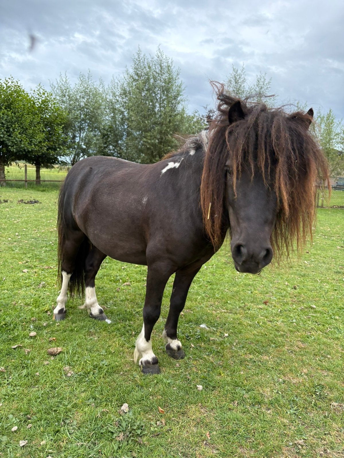 hengst te koop, Dieren en Toebehoren, Pony's, Hengst, A pony (tot 1.17m), Recreatiepony, 3 tot 6 jaar