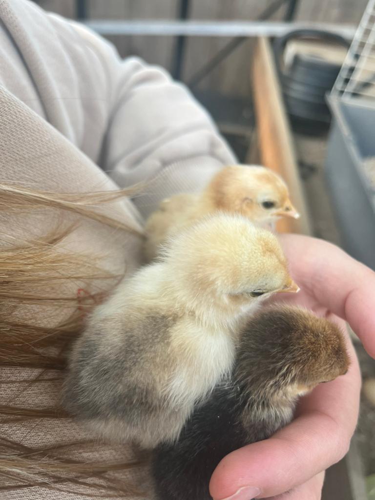 Broed eieren te koop!, Dieren en Toebehoren, Geslacht onbekend, Kip