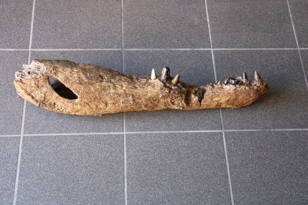 fossiele rechteronderkaak krokodil, Ophalen of Verzenden, Fossiel