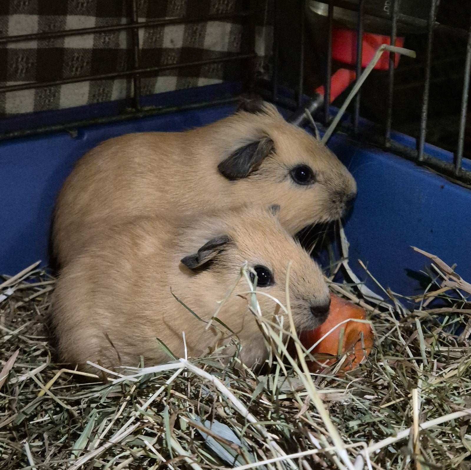 Nog 2 cavia jongen beschikbaar, Dieren en Toebehoren, September, Meerdere dieren, Cavia