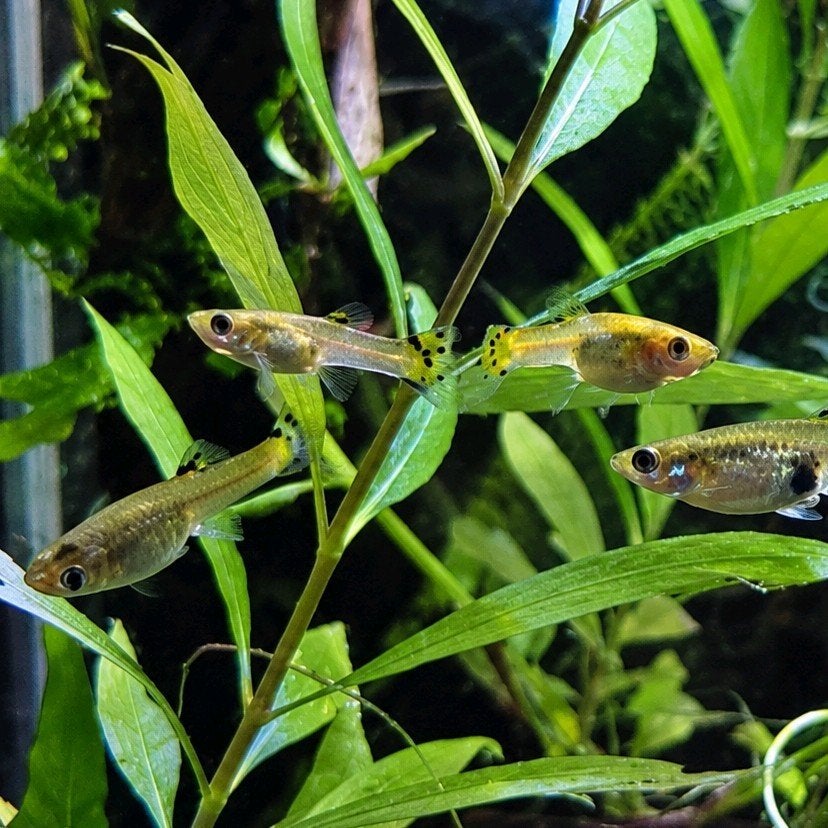 Endler Guppy's, Vis, Zoetwatervis, Schoolvis