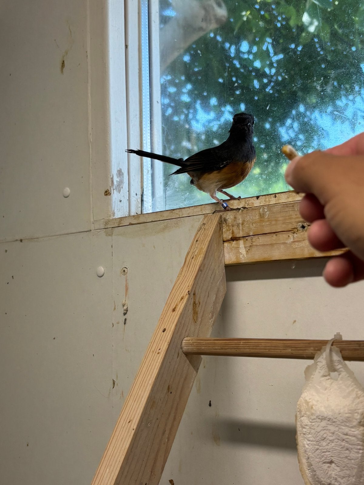 Schamalijster pop, Vrouwelijk, Tropenvogel, Geringd