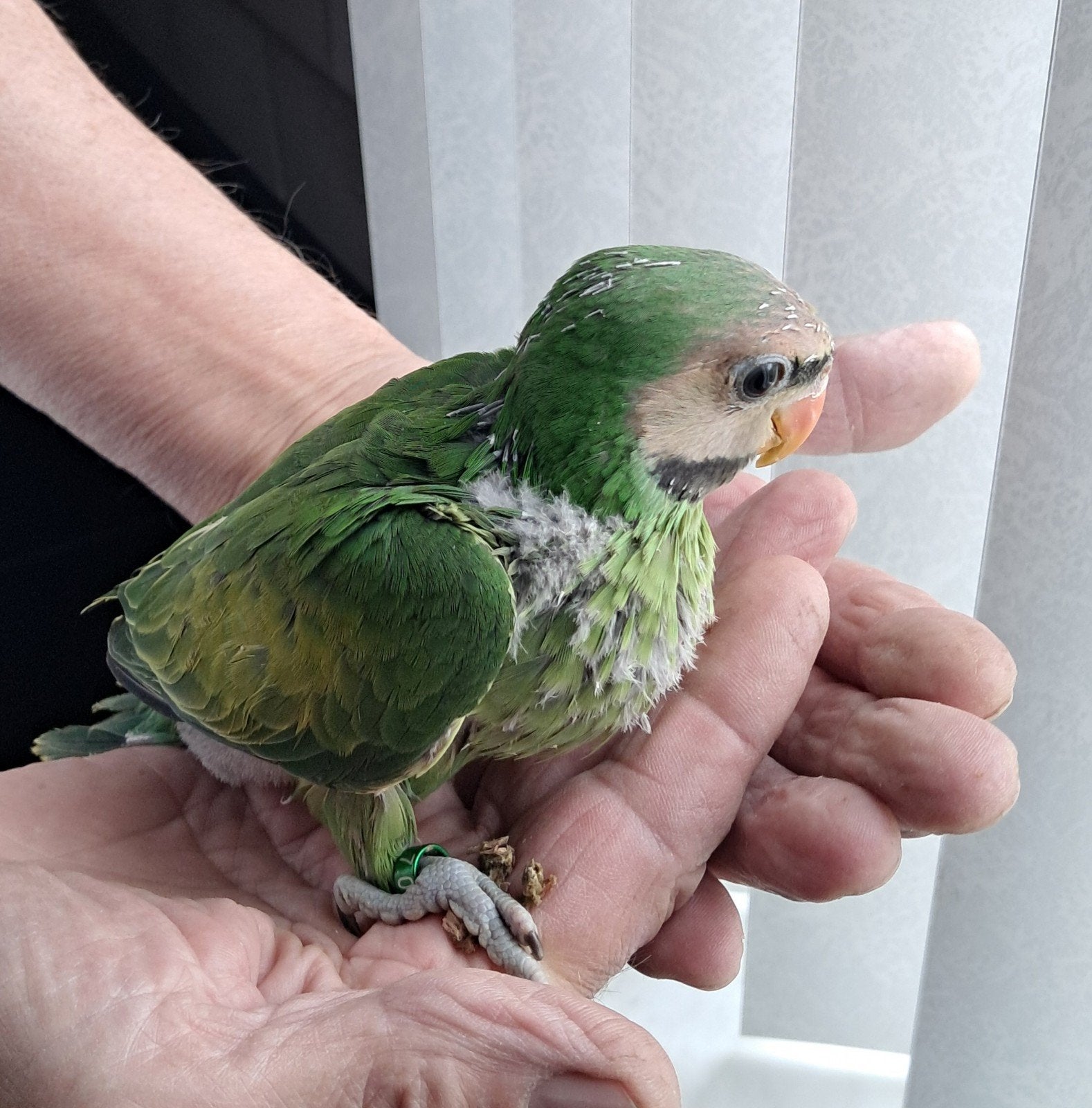Rocky,  roseborstbaard parkiet  tam, Dieren en Toebehoren, Vogels | Parkieten en Papegaaien, Geslacht onbekend, Parkiet, Pratend