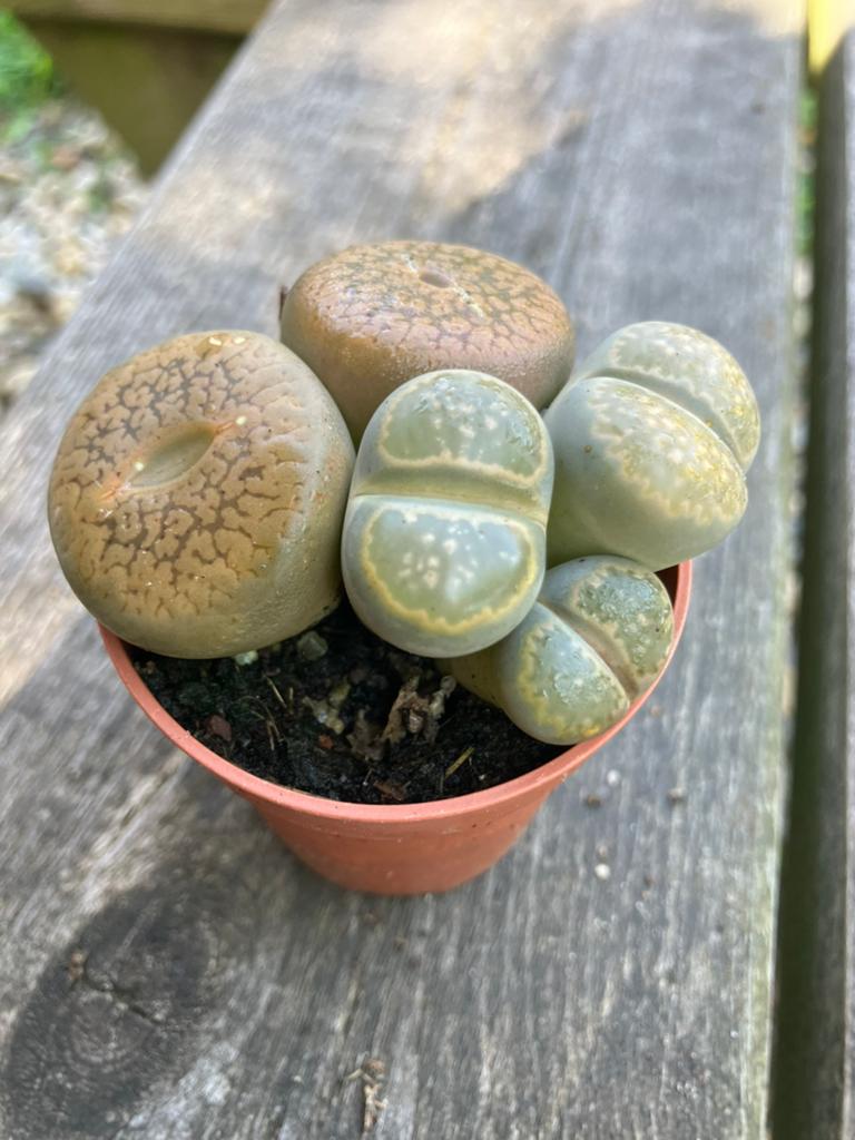 Lithops levende steentjes, Huis en Inrichting, Kamerplanten, Ophalen, Overige soorten, Volle zon, Minder dan 100 cm