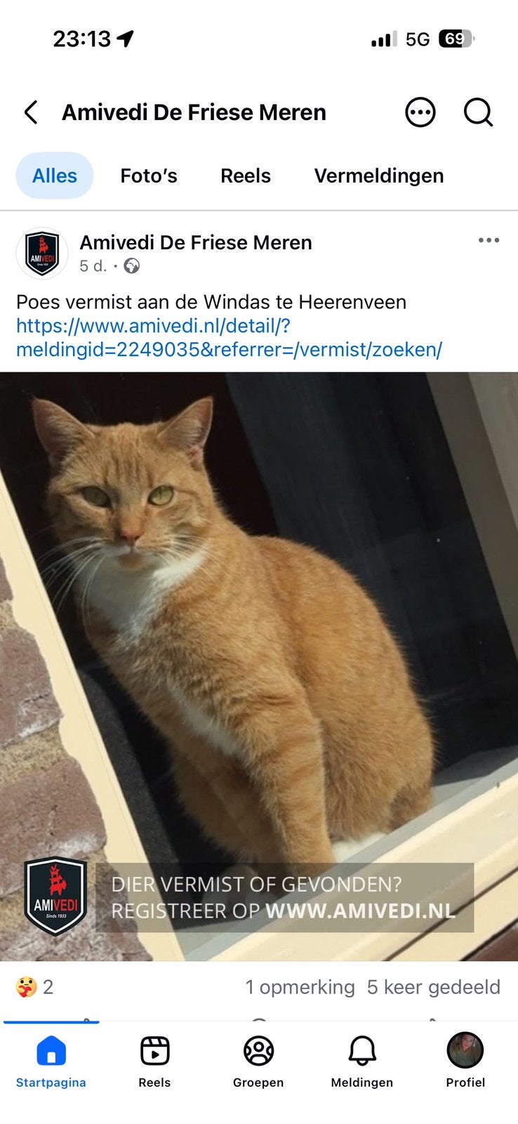 VERMIST – Rood/witte poes – Heerenveen – Sinds 1 juli, Dieren en Toebehoren, Kat