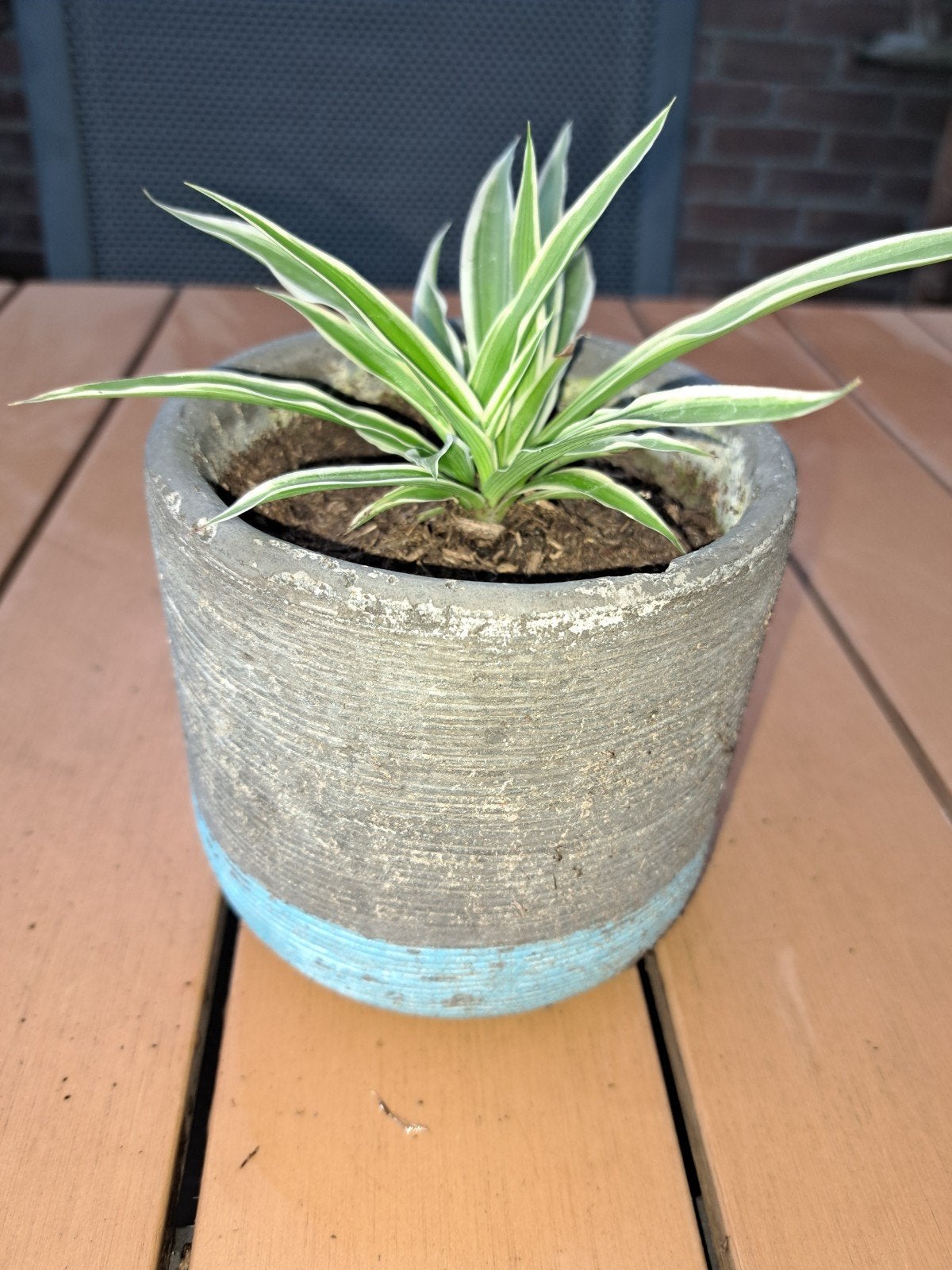 Graslelies in decoratieve potten, Overige materialen, Gebruikt, Rond, Ophalen of Verzenden