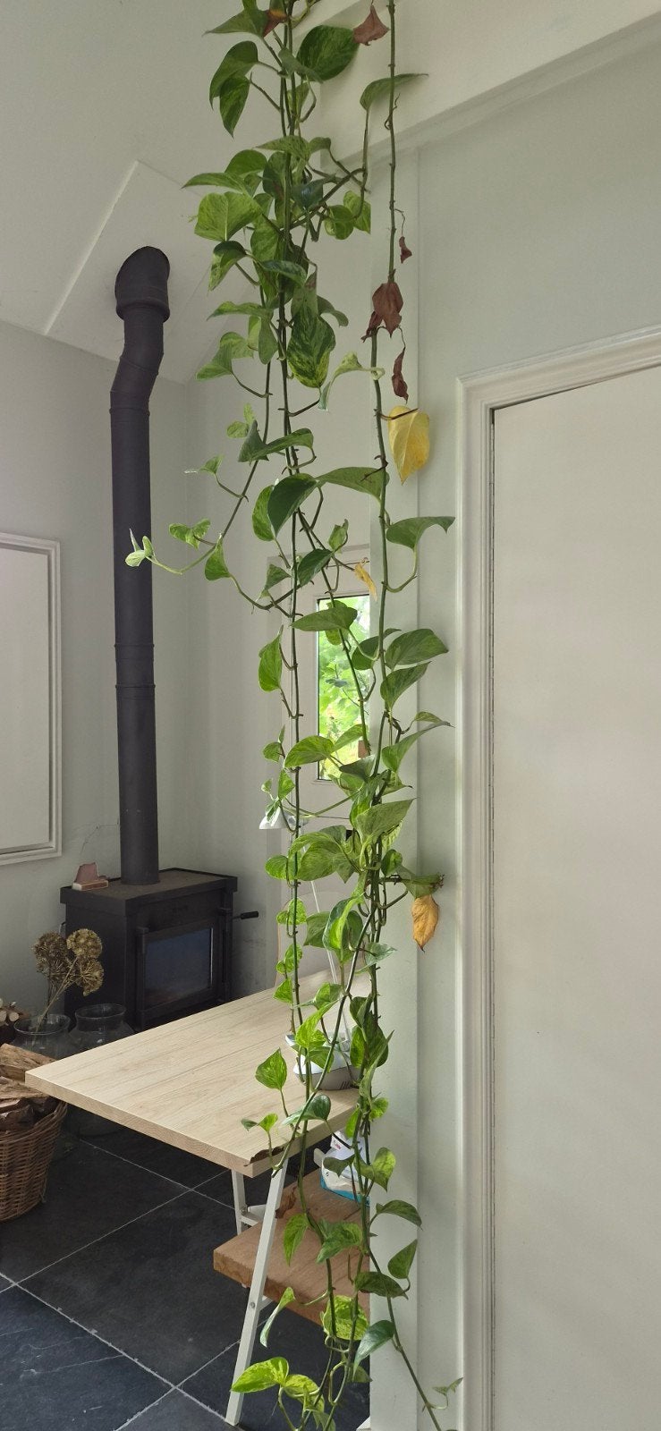 Grote Epipremnum Aureum (Scindapsus) kamerplant, Huis en Inrichting, Ophalen, Halfschaduw, 200 cm of meer
