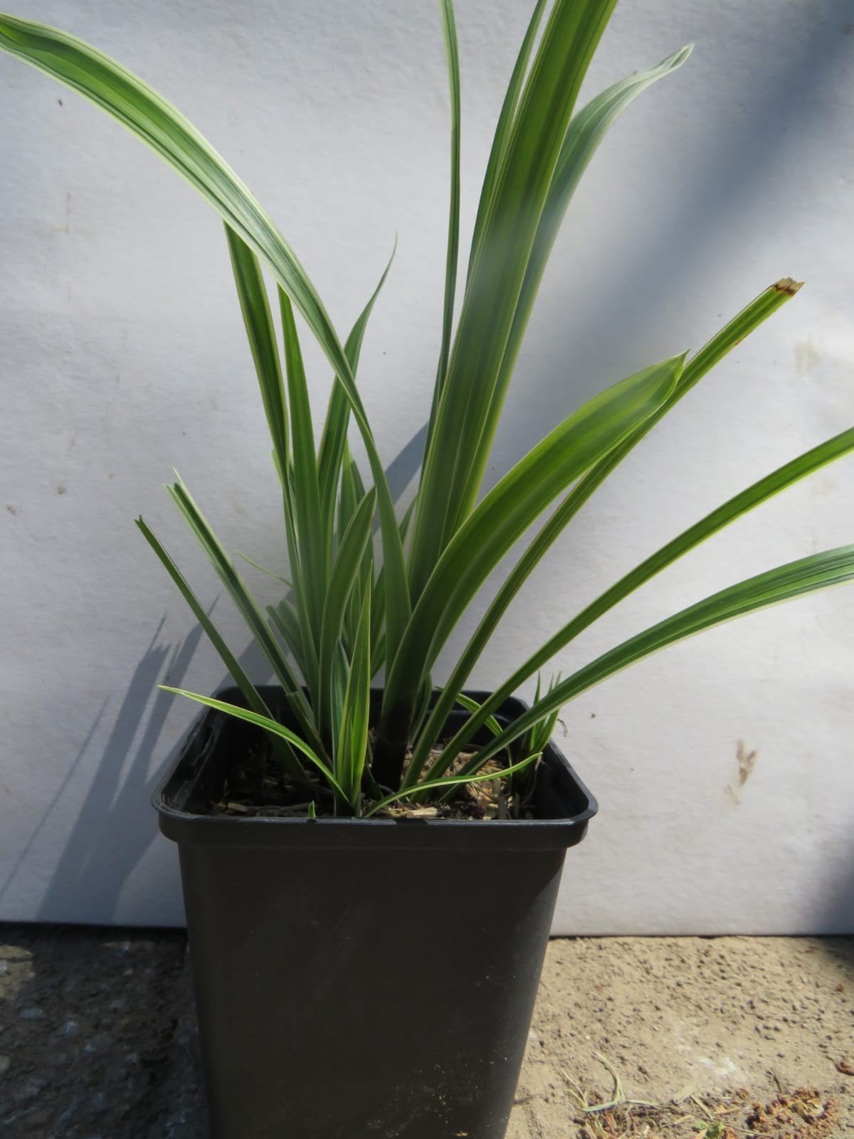 Carex morrowii ice dance, bont siergras. P9 planten., Vaste plant, Siergrassen, Ophalen of Verzenden, Halfschaduw