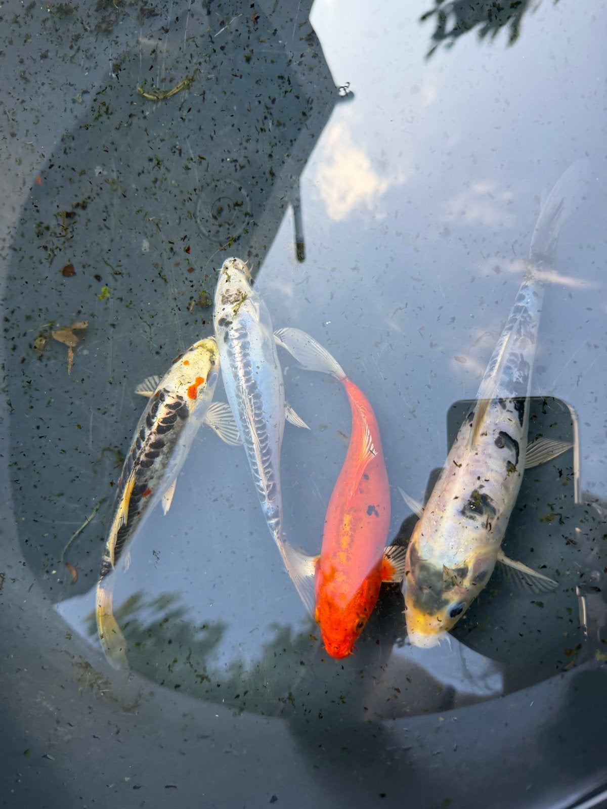 Koi Ogon ALLEEN DE ORANJE, Karper of Koi