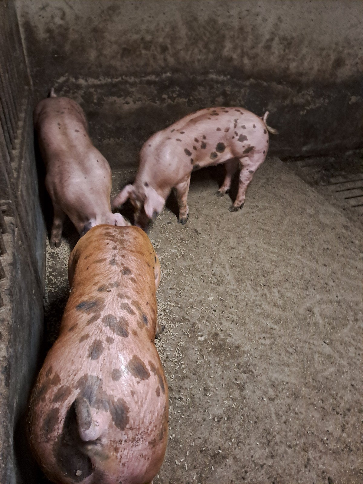 Duroc x pietrain biggen, Vrouwelijk, Varken