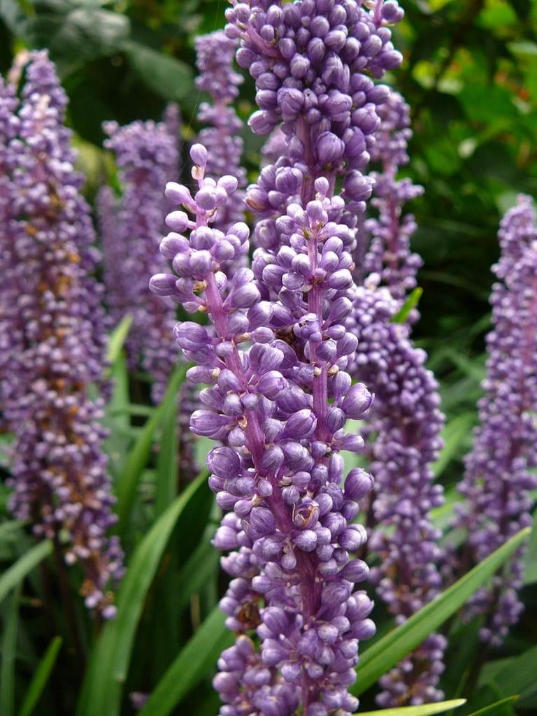 Liriope leliegras, Ophalen of Verzenden, Laurier, Minder dan 100 cm