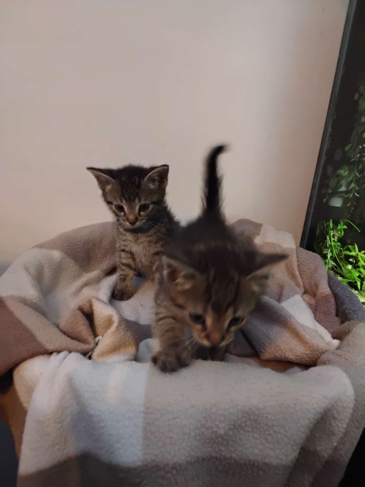 2 kittens