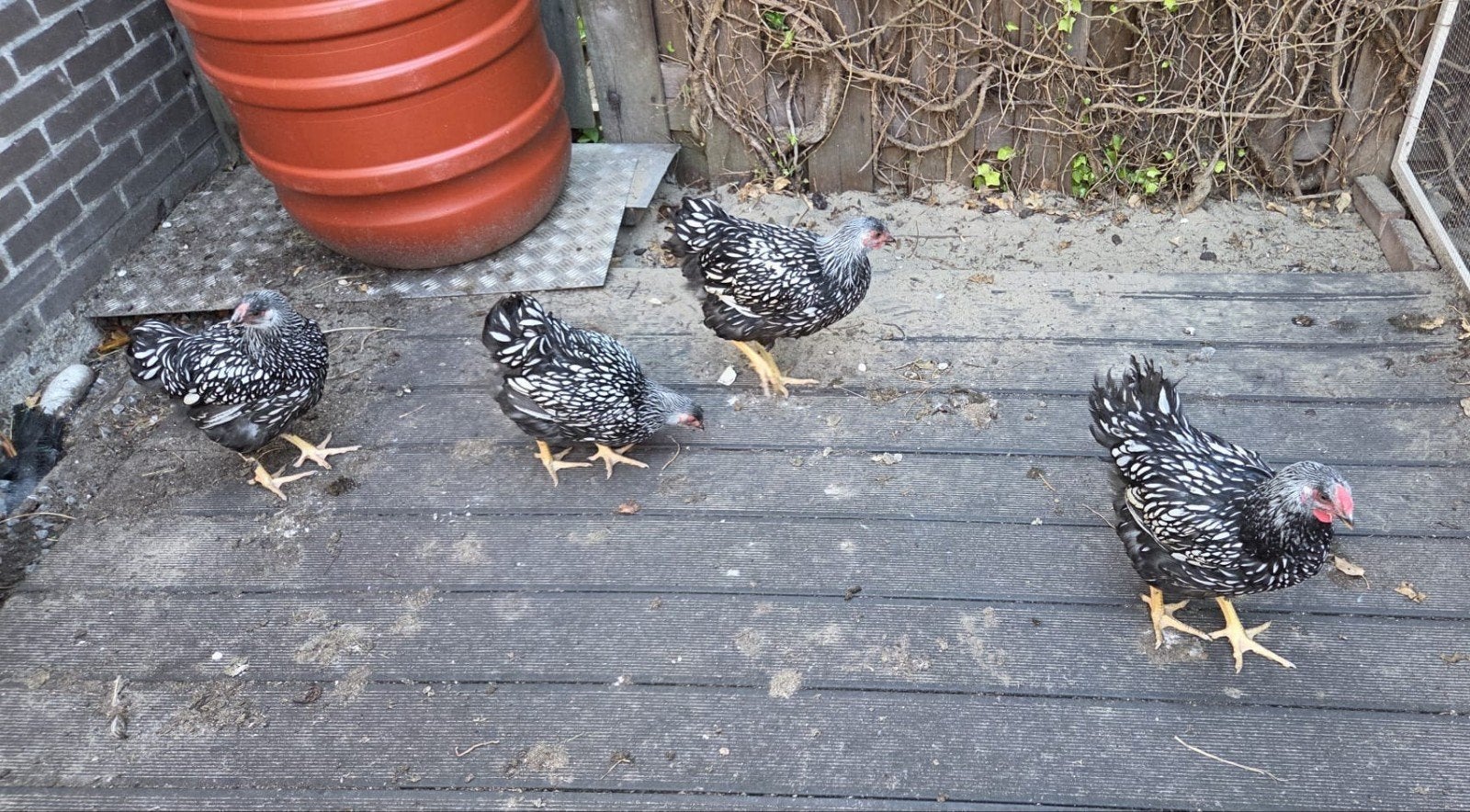 Wyandotte kuikens groot!, Dieren en Toebehoren, Pluimvee, Meerdere dieren, Kip