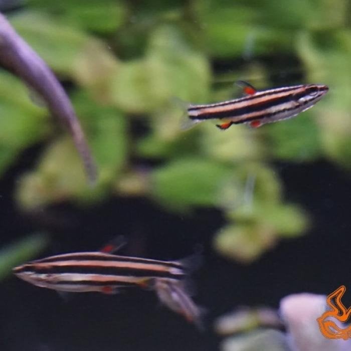 Nannostomus marginatus, Dieren en Toebehoren, Vis