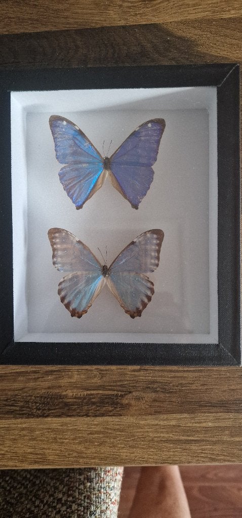 Opgezette vlinders, Verzamelen, Dierenverzamelingen, Ophalen of Verzenden, Zo goed als nieuw, Insect, Opgezet dier