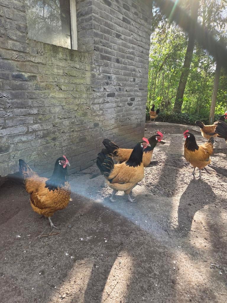 Broedeieren vorwerk kippen, Dieren en Toebehoren, Pluimvee, Kip