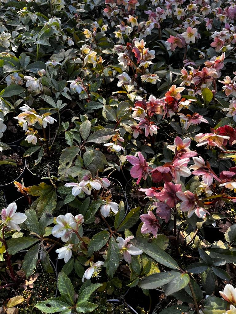 Groot assortiment kerstrozen Helleborus, Ophalen, Overige soorten, Volle zon