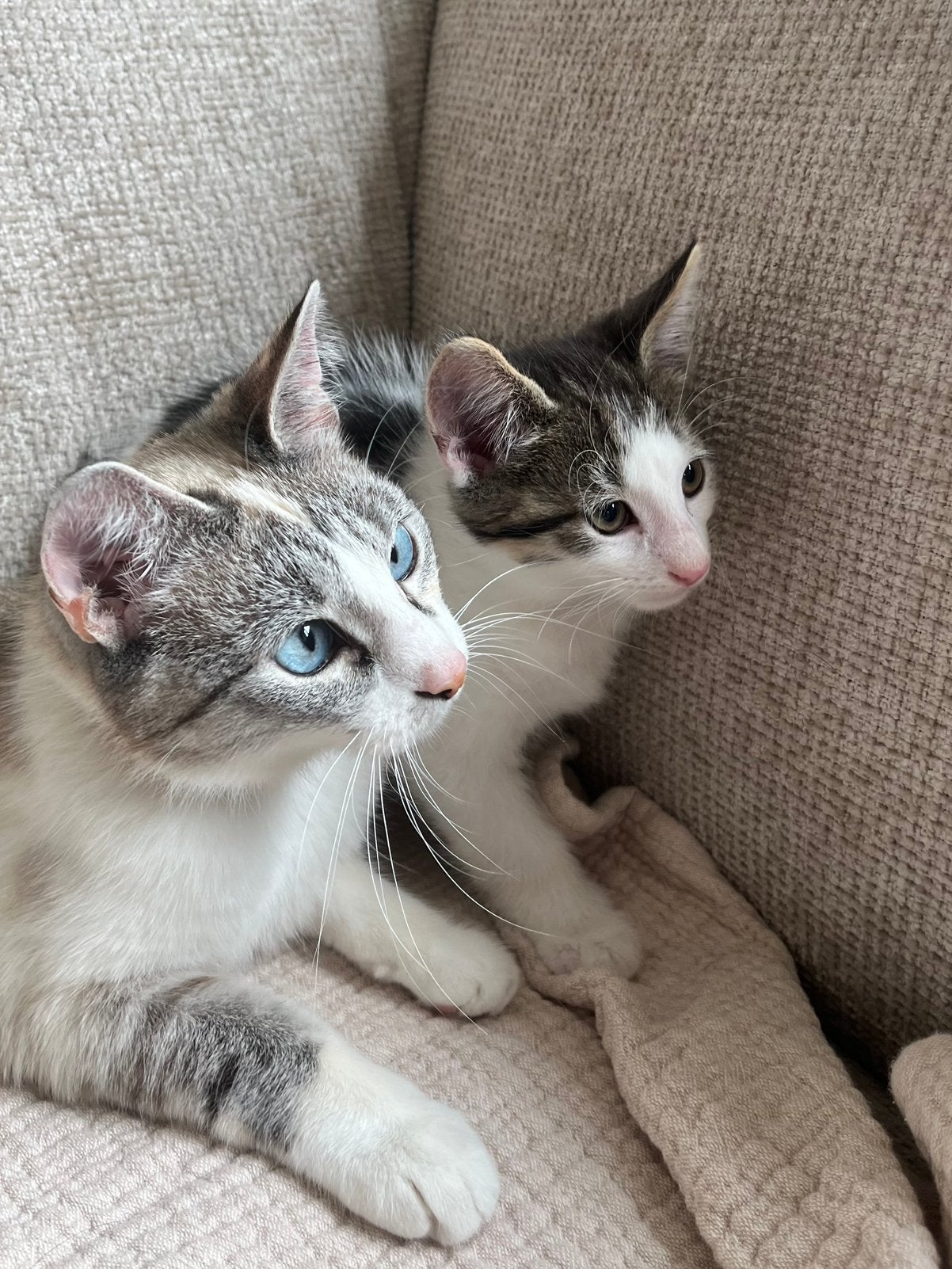 3 Prachtige kittens, half siamees, Meerdere dieren, Ontwormd, 0 tot 2 jaar