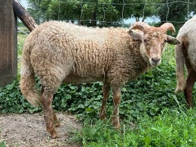 Drents heideschaap rammen, Mannelijk, Schaap