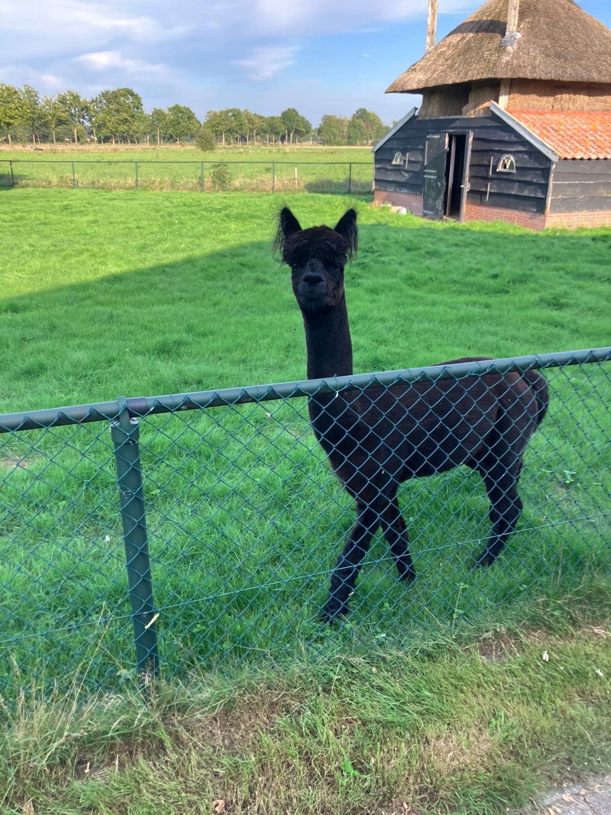 Makke zwarte  Alpaca hengst, Mei, Mannelijk
