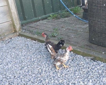Serama haantjes, Dieren en Toebehoren, Mannelijk, Kip