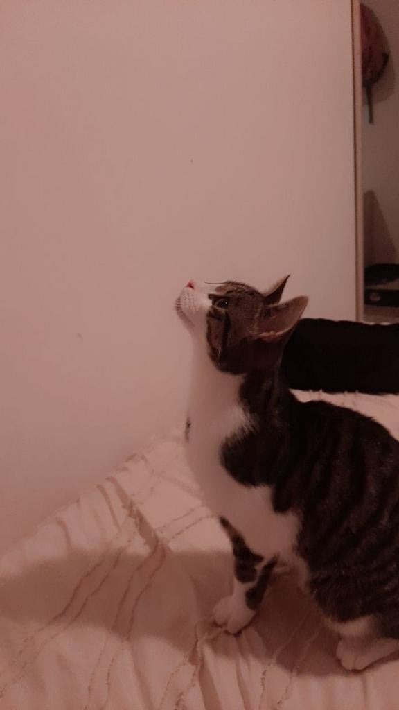 Te koop: Lieve kitten van 7 maanden, Dieren en Toebehoren, Poes, Kortharig, 0 tot 2 jaar