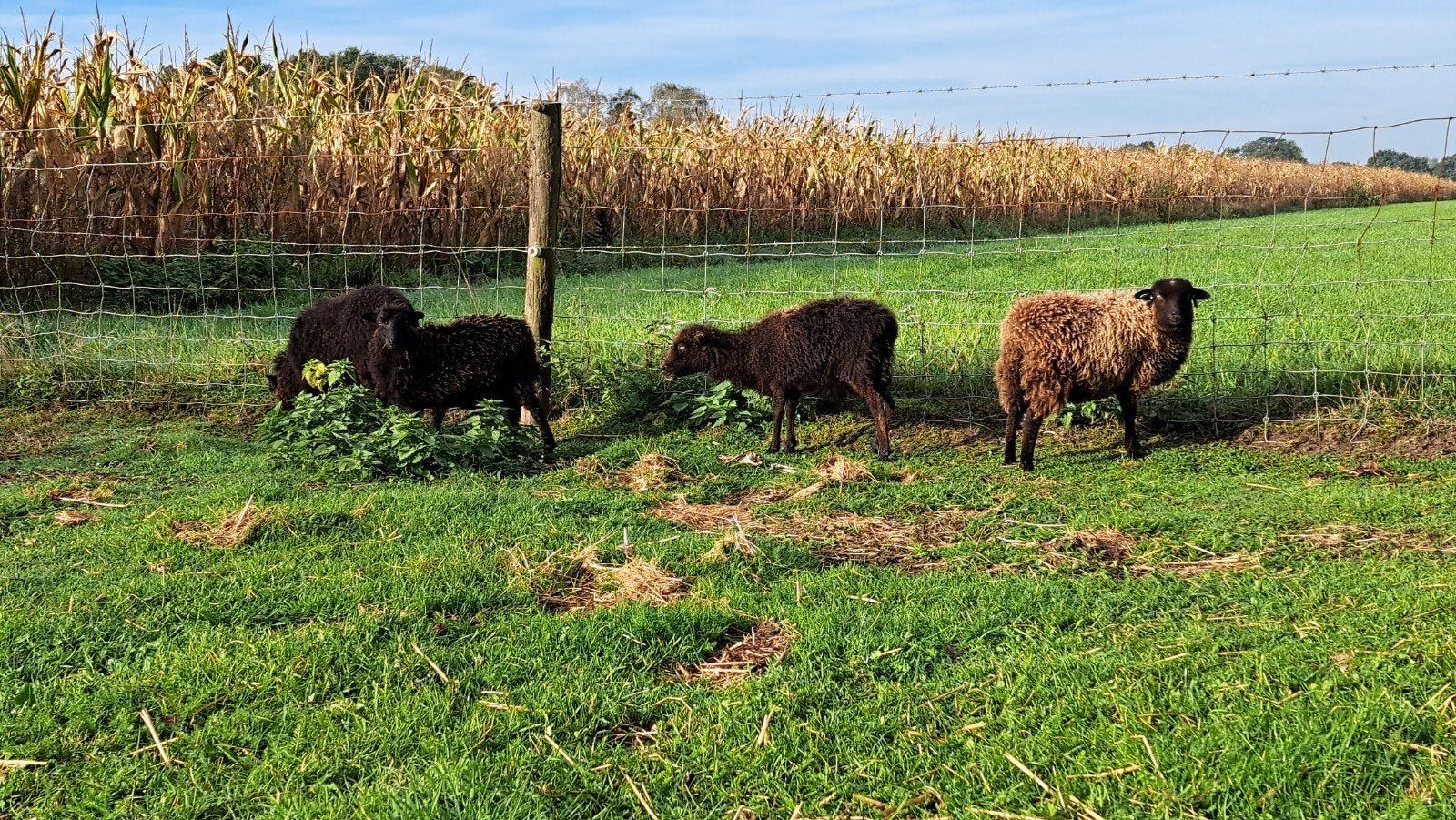 groepje van 4 ouessant ooitjes, Meerdere dieren, Schaap, 0 tot 2 jaar