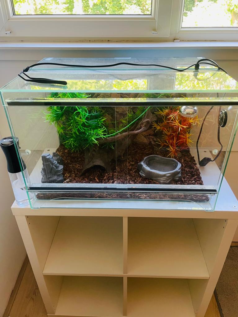 Volledig ingericht terrarium 60 40 40 + toebehoren, Ophalen, Zo goed als nieuw
