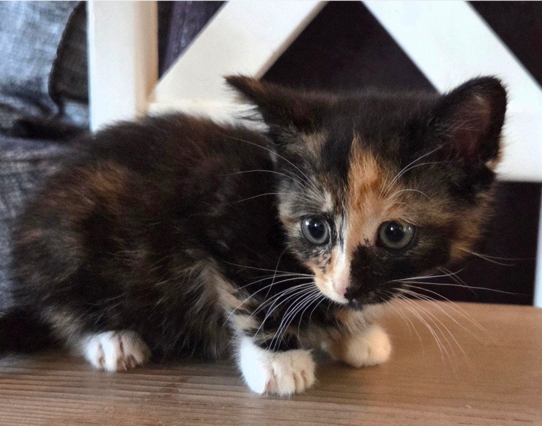 kittens nu 7 weken oud, nu al te reserveren!, Meerdere dieren, Kortharig, 0 tot 2 jaar